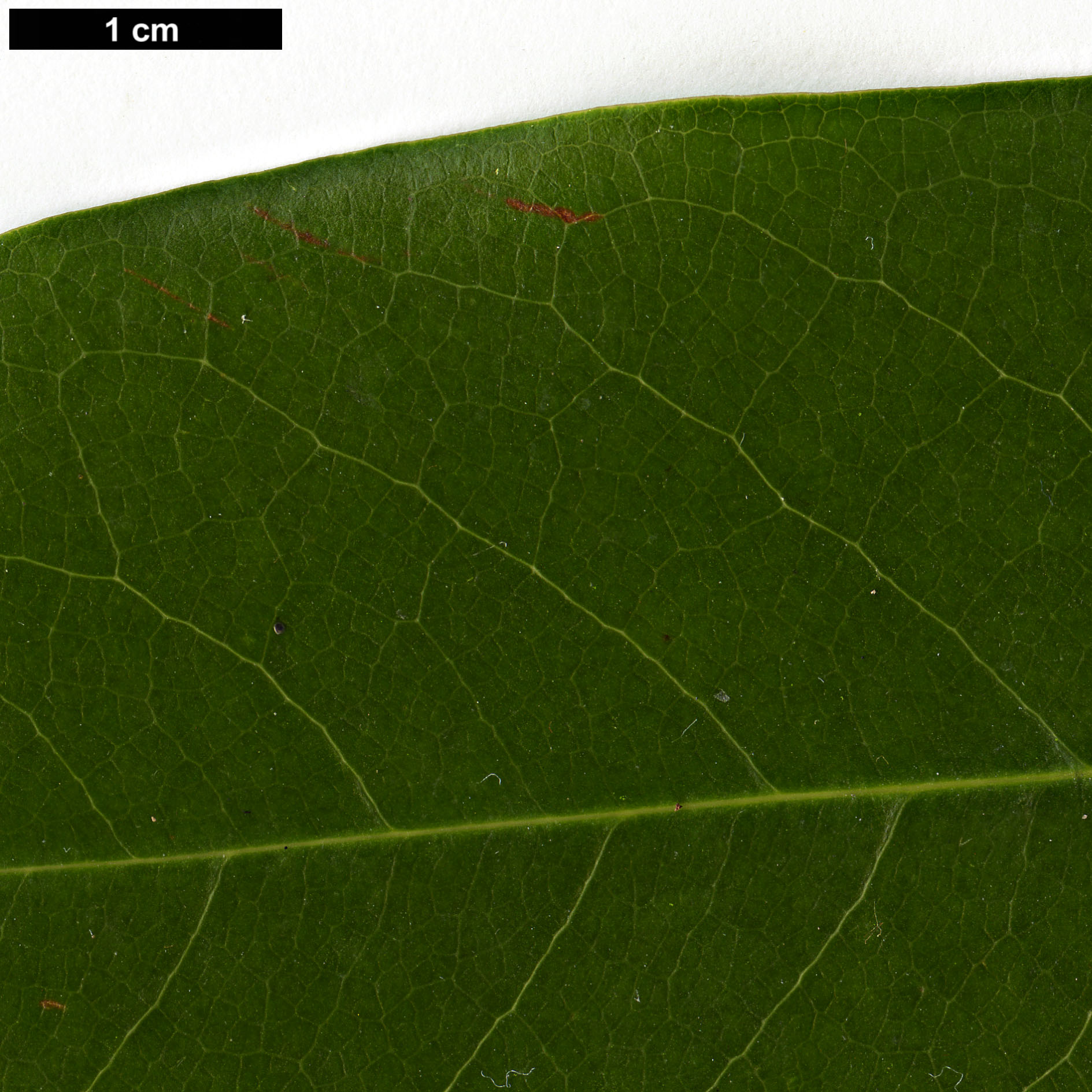 High resolution image: Family: Magnoliaceae - Genus: Magnolia - Taxon: cavaleriei - SpeciesSub: var. platypetala High resolution image: Family: Magnoliaceae - Genus: Magnolia - Taxon: cavaleriei - SpeciesSub: var. platypetala